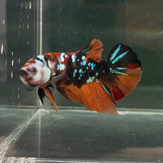 the-fish-farm Premium Male Betta Galaxy Koi Premium Male Betta - One Only - 13 Find a range of Galaxy Koi Male Bettas at The Fish Farm Australia
