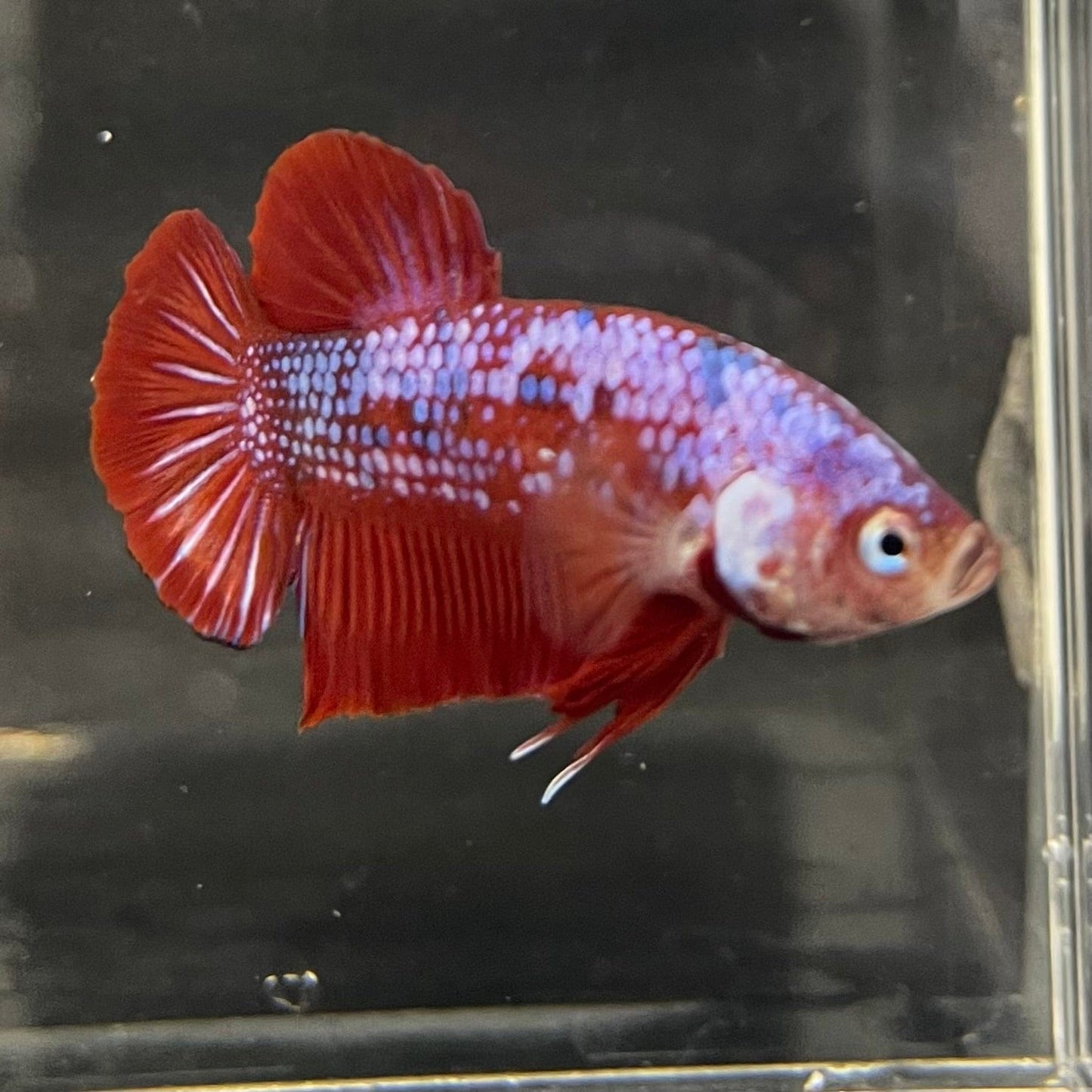 the-fish-farm Premium Male Betta Galaxy Koi Premium Male Betta - One Only - 13 Find a range of Galaxy Koi Male Bettas at The Fish Farm Australia