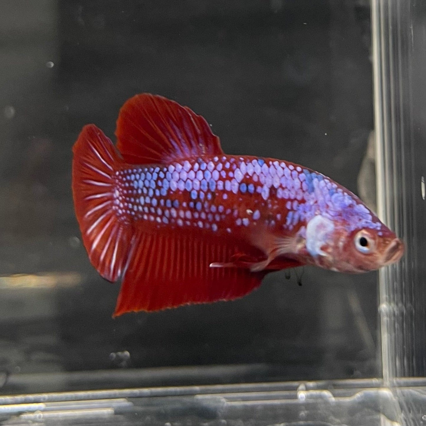 the-fish-farm Premium Male Betta Galaxy Koi Premium Male Betta - One Only - 13 Find a range of Galaxy Koi Male Bettas at The Fish Farm Australia