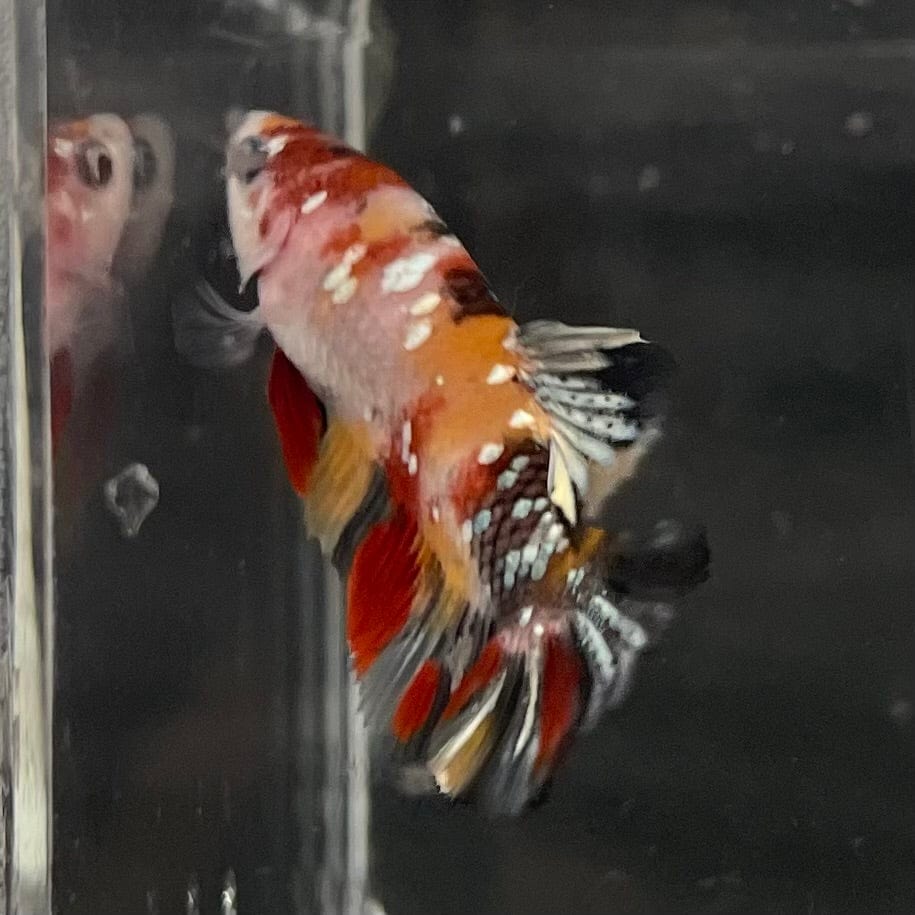 the-fish-farm Premium Male Betta Galaxy Koi Premium Male Betta - One Only - 17 Find a range of Galaxy Koi Male Bettas at The Fish Farm Australia