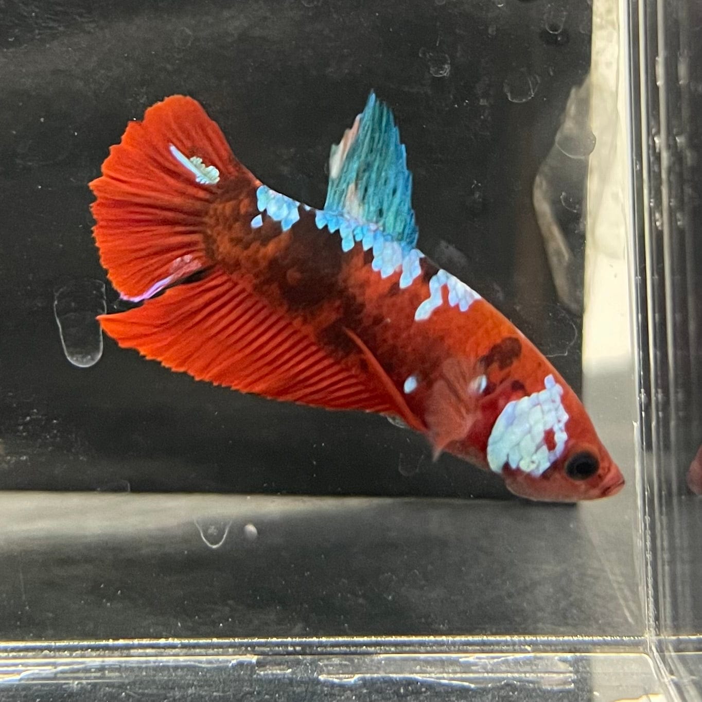 the-fish-farm Premium Male Betta Galaxy Koi Premium Male Betta - One Only - 3 Find a range of Galaxy Koi Male Bettas at The Fish Farm Australia