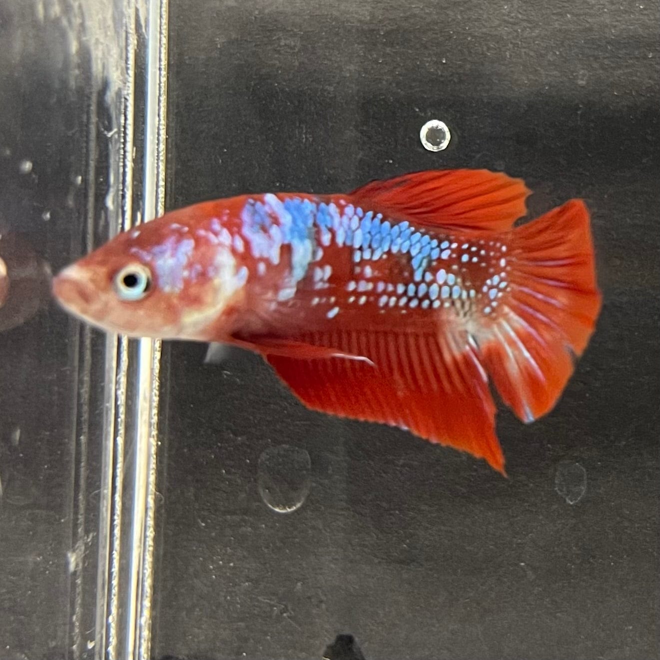 the-fish-farm Premium Male Betta Galaxy Koi Premium Male Betta - One Only - 5 Find a range of Galaxy Koi Male Bettas at The Fish Farm Australia