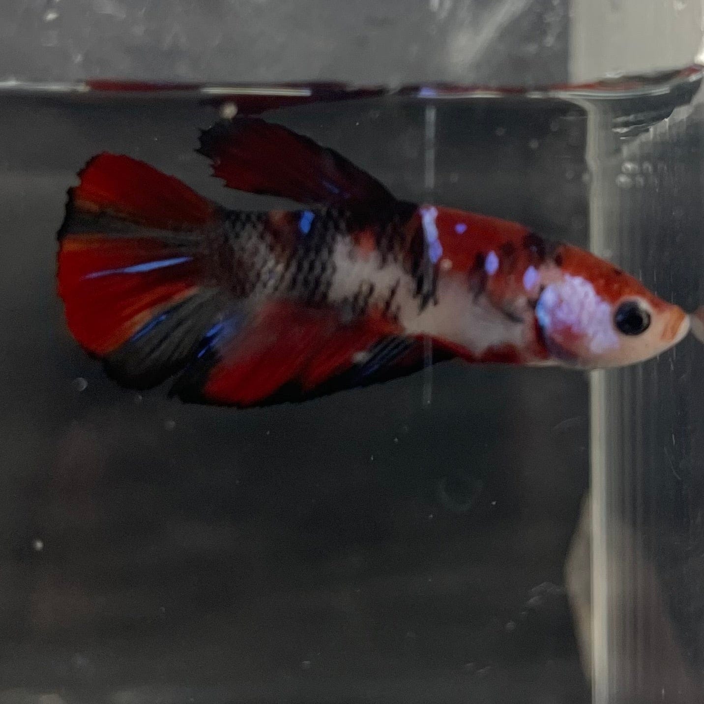 the-fish-farm Premium Male Betta Galaxy Koi Premium Male Betta - One Only - 6 Find a range of Galaxy Koi Male Bettas at The Fish Farm Australia