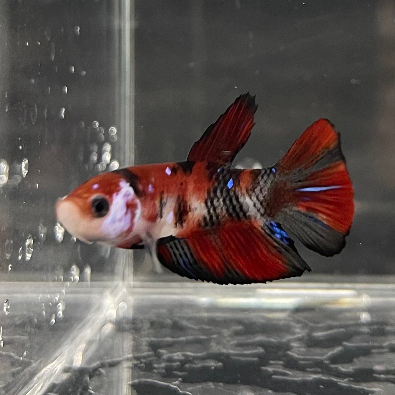 the-fish-farm Premium Male Betta Galaxy Koi Premium Male Betta - One Only - 6 Find a range of Galaxy Koi Male Bettas at The Fish Farm Australia