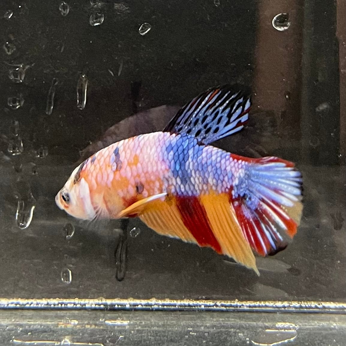 the-fish-farm Premium Male Betta Galaxy Koi Premium Male Betta - One Only - 7 Find a range of Galaxy Koi Male Bettas at The Fish Farm Australia