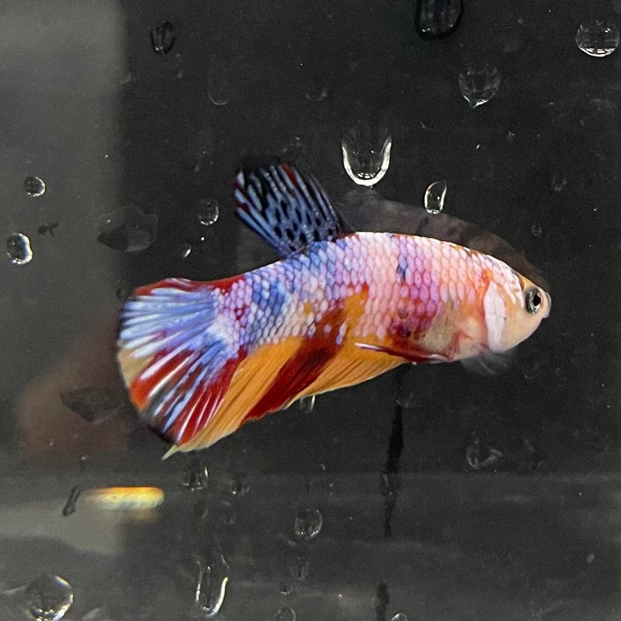 the-fish-farm Premium Male Betta Galaxy Koi Premium Male Betta - One Only - 7 Find a range of Galaxy Koi Male Bettas at The Fish Farm Australia