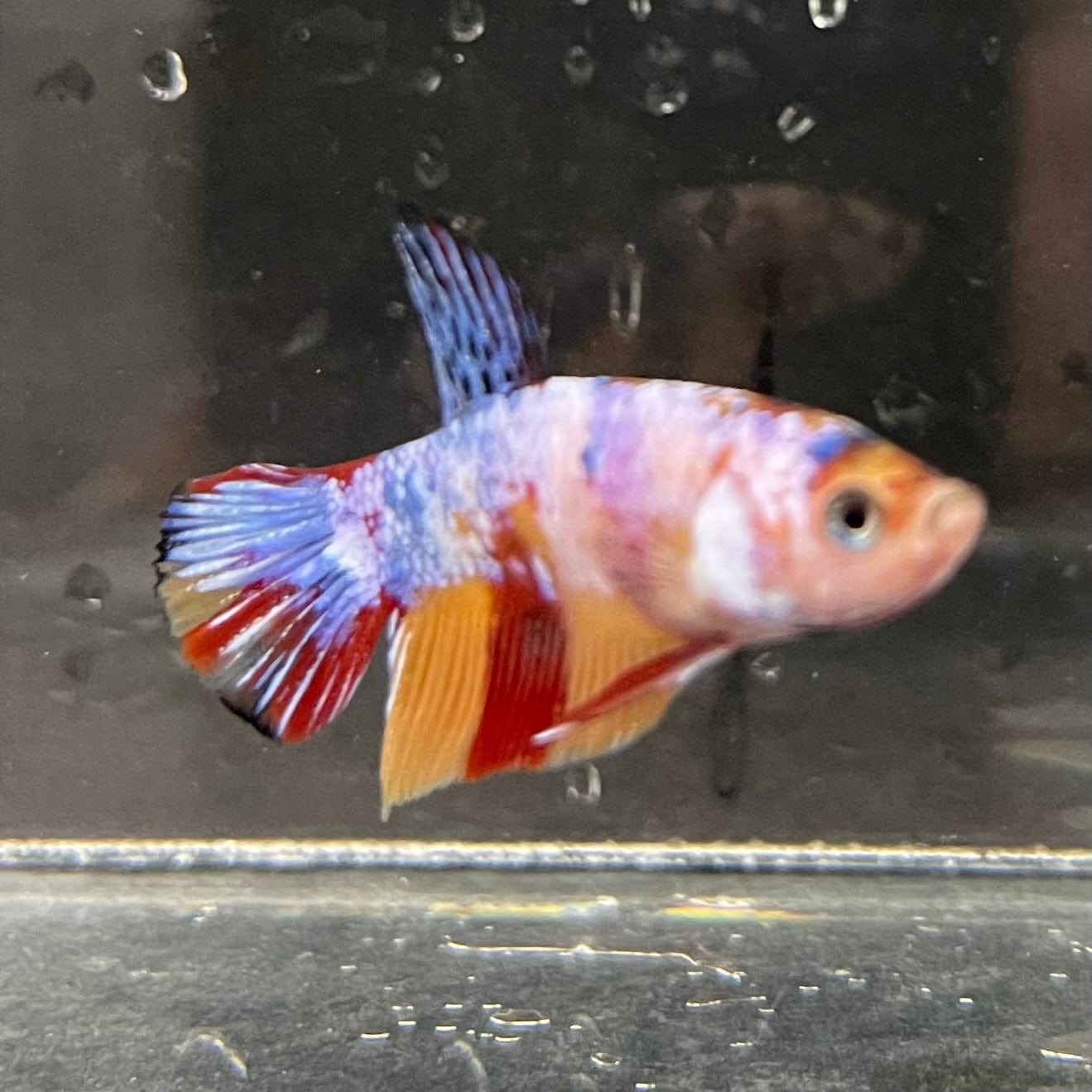 the-fish-farm Premium Male Betta Galaxy Koi Premium Male Betta - One Only - 7 Find a range of Galaxy Koi Male Bettas at The Fish Farm Australia