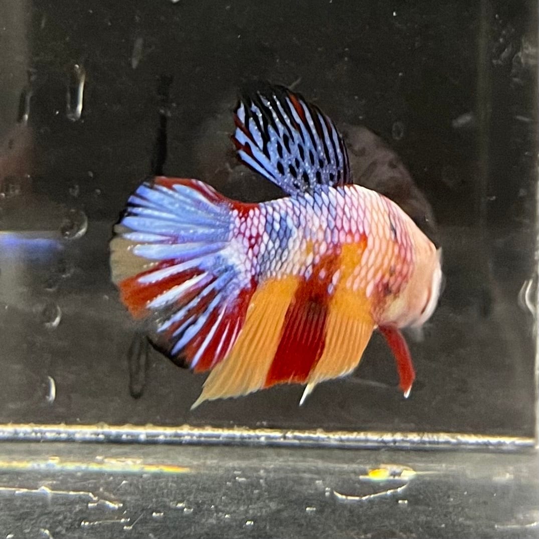 the-fish-farm Premium Male Betta Galaxy Koi Premium Male Betta - One Only - 7 Find a range of Galaxy Koi Male Bettas at The Fish Farm Australia