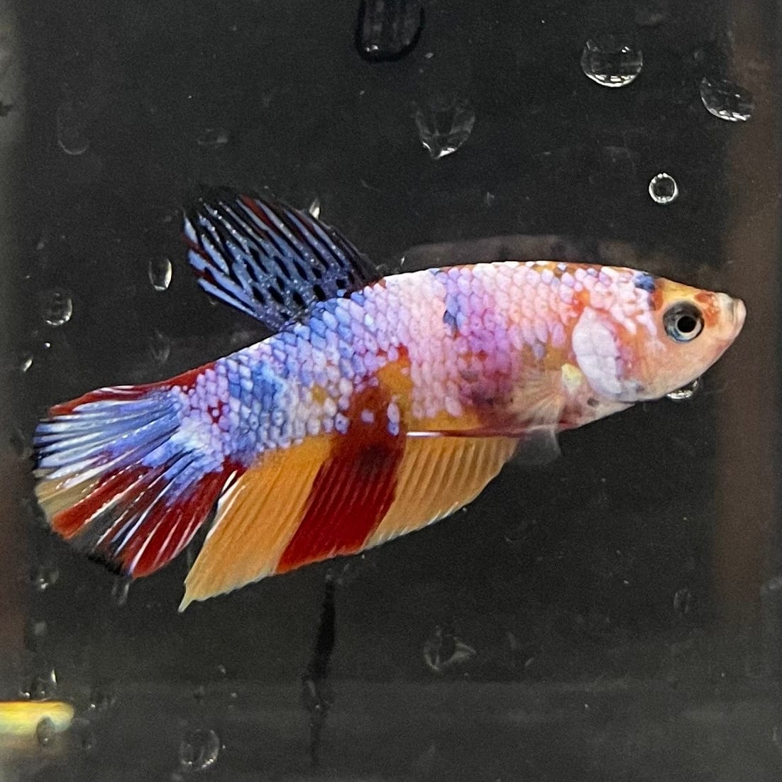 the-fish-farm Premium Male Betta Galaxy Koi Premium Male Betta - One Only - 7 Find a range of Galaxy Koi Male Bettas at The Fish Farm Australia