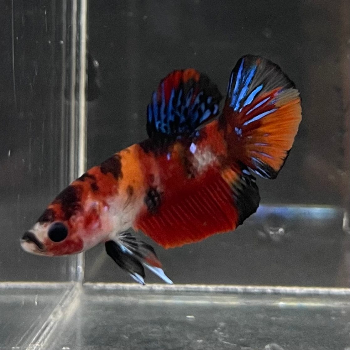 the-fish-farm Premium Male Betta Galaxy Koi Premium Male Betta - One Only - 8 Find a range of Galaxy Koi Male Bettas at The Fish Farm Australia