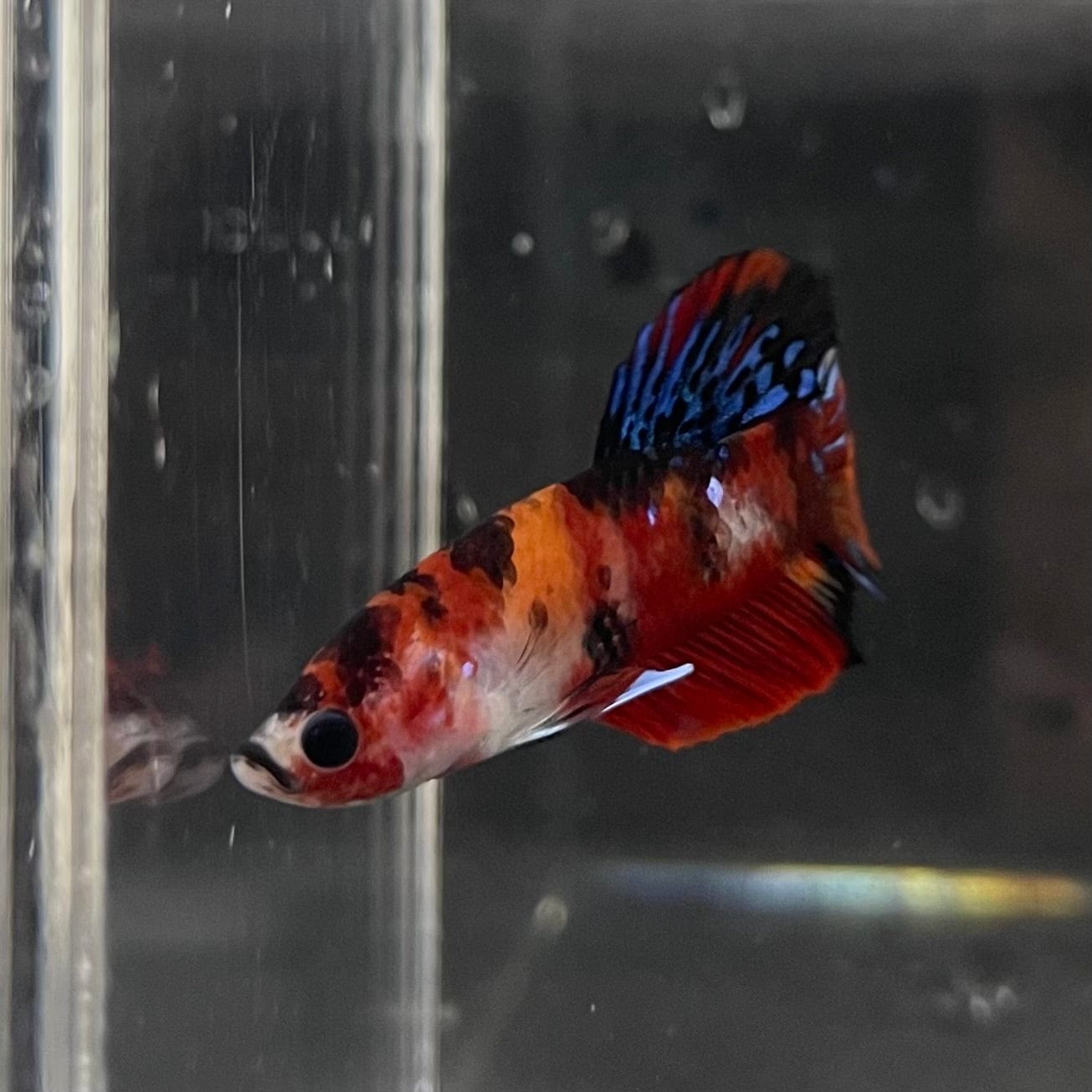 the-fish-farm Premium Male Betta Galaxy Koi Premium Male Betta - One Only - 8 Find a range of Galaxy Koi Male Bettas at The Fish Farm Australia