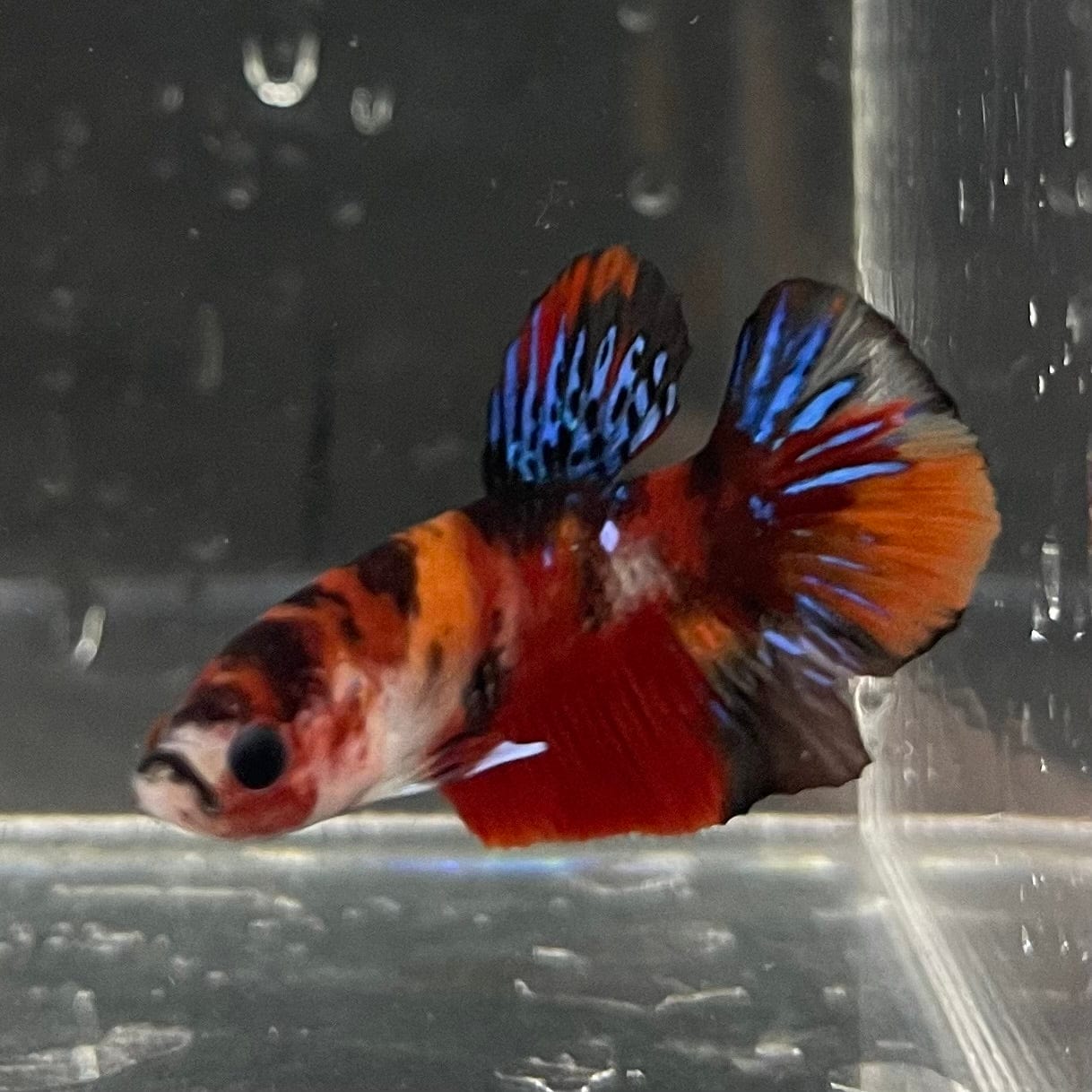 the-fish-farm Premium Male Betta Galaxy Koi Premium Male Betta - One Only - 8 Find a range of Galaxy Koi Male Bettas at The Fish Farm Australia