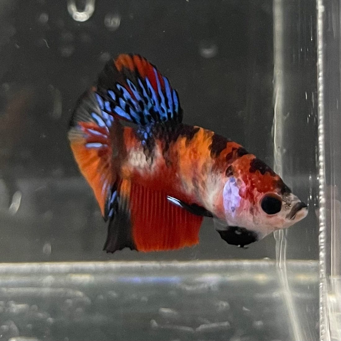 the-fish-farm Premium Male Betta Galaxy Koi Premium Male Betta - One Only - 8 Find a range of Galaxy Koi Male Bettas at The Fish Farm Australia