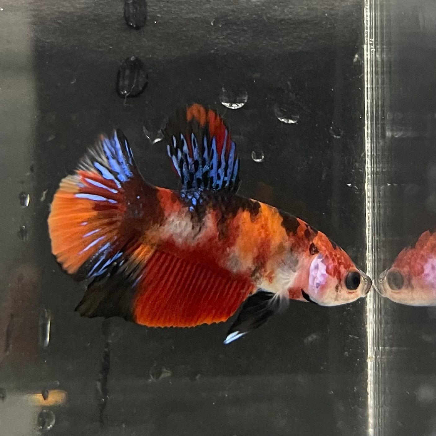 the-fish-farm Premium Male Betta Galaxy Koi Premium Male Betta - One Only - 8 Find a range of Galaxy Koi Male Bettas at The Fish Farm Australia