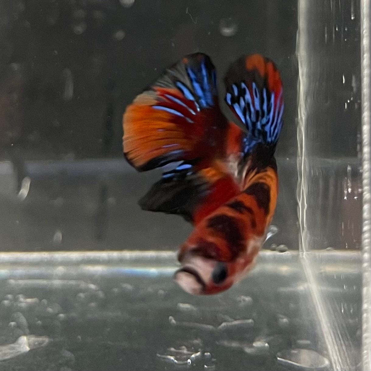 the-fish-farm Premium Male Betta Galaxy Koi Premium Male Betta - One Only - 8 Find a range of Galaxy Koi Male Bettas at The Fish Farm Australia