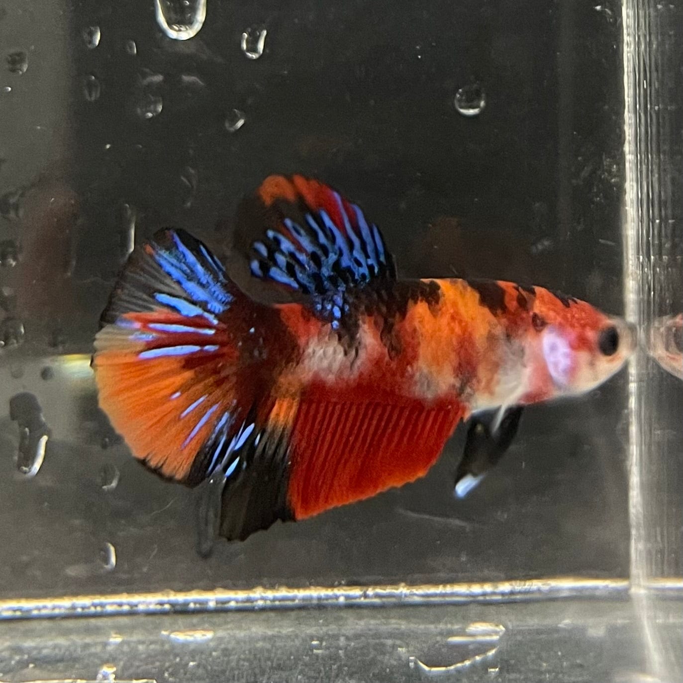 the-fish-farm Premium Male Betta Galaxy Koi Premium Male Betta - One Only - 8 Find a range of Galaxy Koi Male Bettas at The Fish Farm Australia