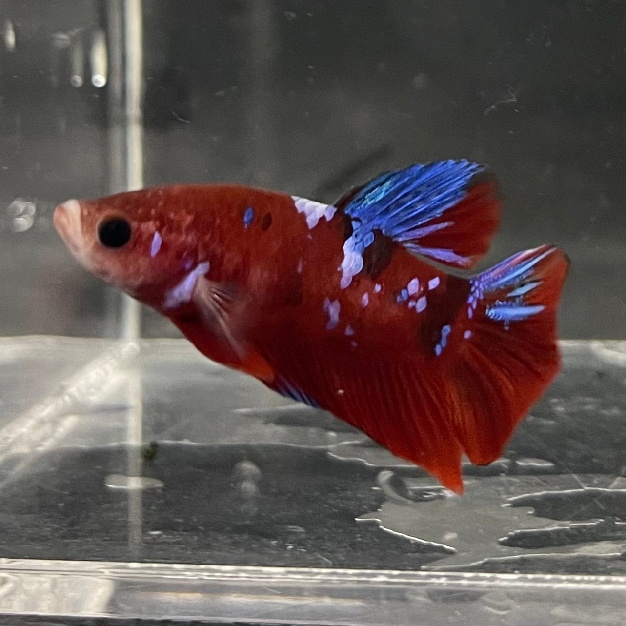 the-fish-farm Premium Male Betta Galaxy Koi Premium Male Betta - One Only - 9 Find a range of Galaxy Koi Male Bettas at The Fish Farm Australia