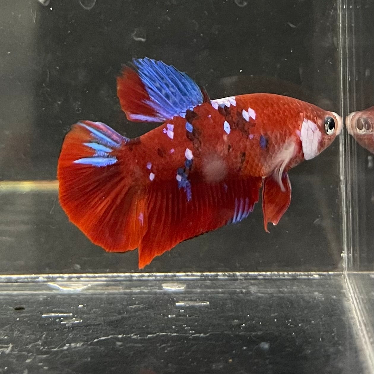 the-fish-farm Premium Male Betta Galaxy Koi Premium Male Betta - One Only - 9 Find a range of Galaxy Koi Male Bettas at The Fish Farm Australia