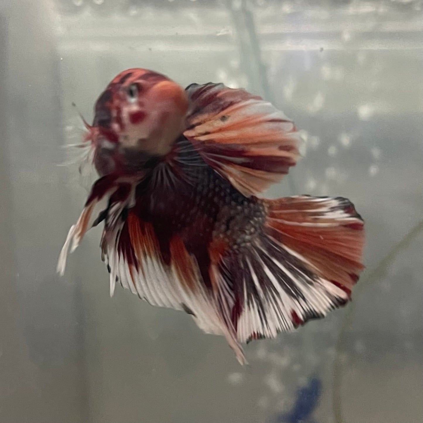 the-fish-farm Premium Male Betta Giant Plakat Multi-Coloured Male Betta - One Only - 1 Buy this Giant Plakat Multi-Coloured Male Betta - One Only - 1 in Australia