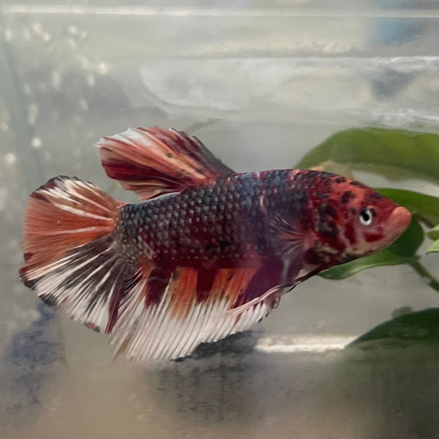 the-fish-farm Premium Male Betta Giant Plakat Multi-Coloured Male Betta - One Only - 1 Buy this Giant Plakat Multi-Coloured Male Betta - One Only - 1 in Australia