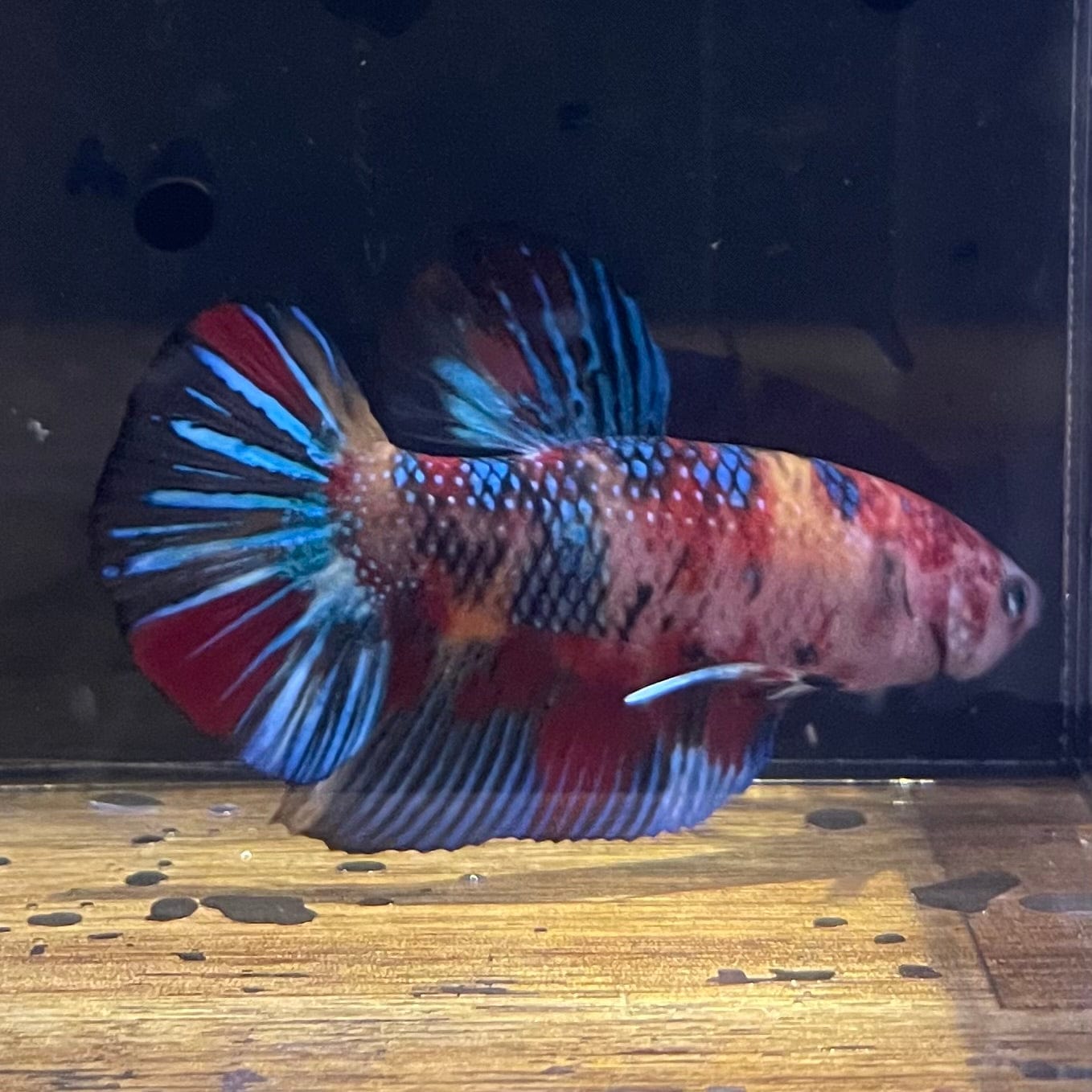 the-fish-farm Premium Male Betta Giant Plakat Multi-Coloured Male Betta - One Only - 10 Buy this Giant Plakat Multi-Coloured Male Betta - One Only - 1 in Australia