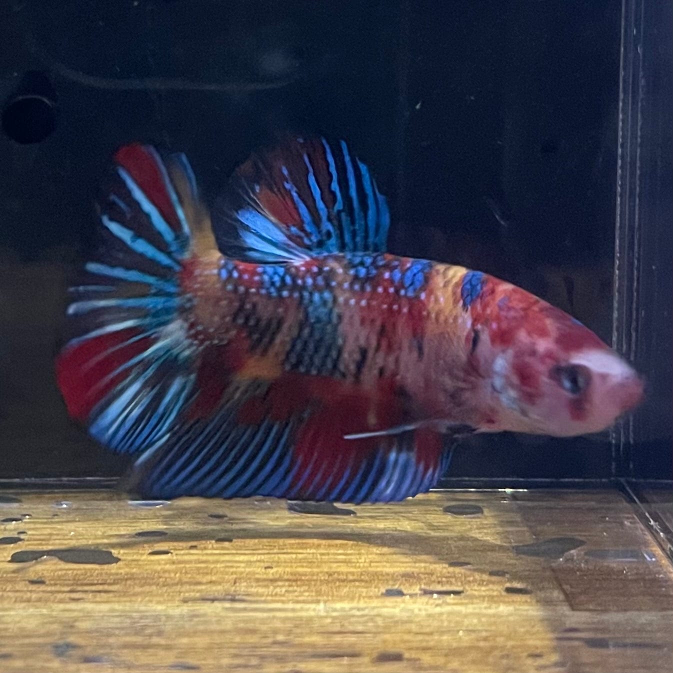 the-fish-farm Premium Male Betta Giant Plakat Multi-Coloured Male Betta - One Only - 10 Buy this Giant Plakat Multi-Coloured Male Betta - One Only - 1 in Australia