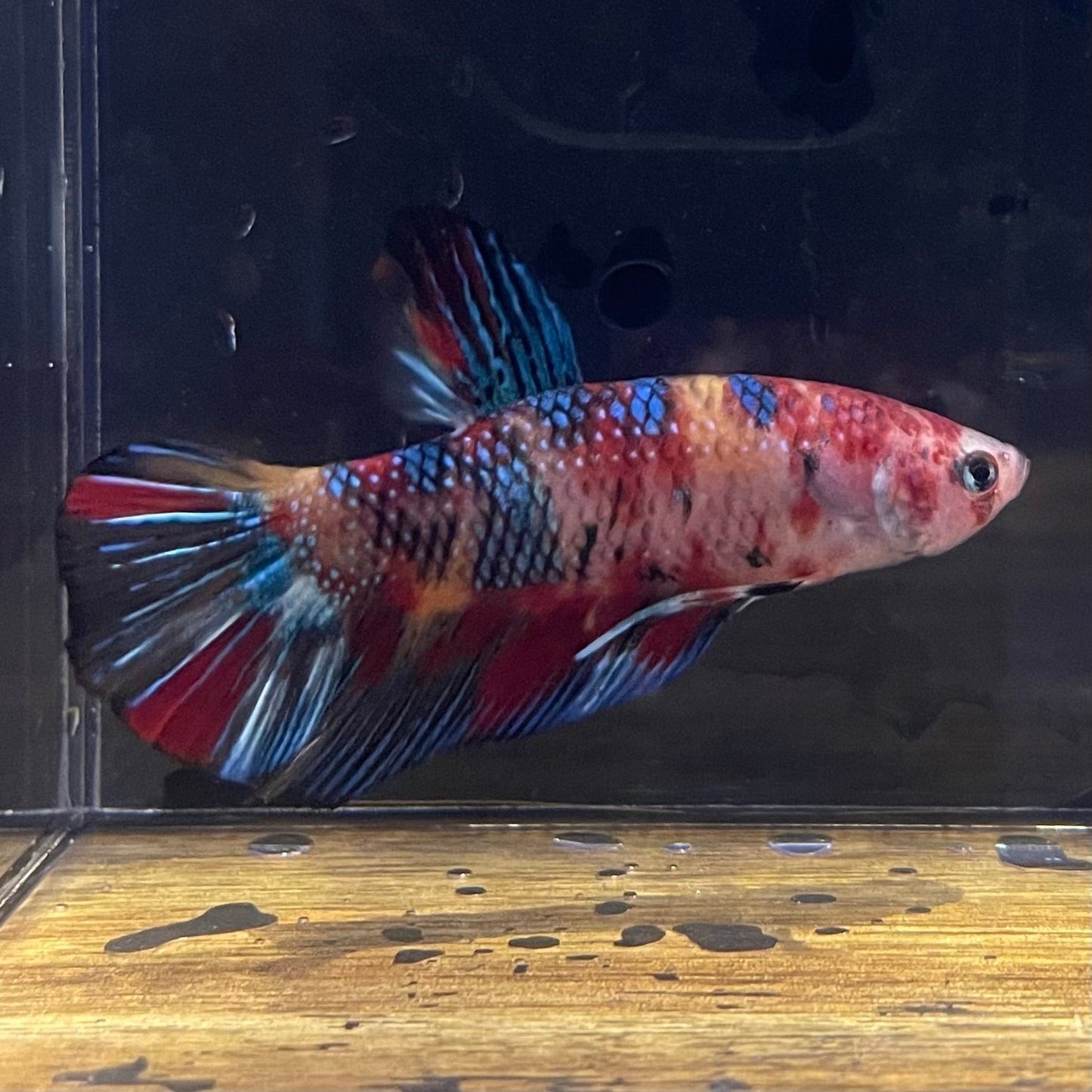 the-fish-farm Premium Male Betta Giant Plakat Multi-Coloured Male Betta - One Only - 10 Buy this Giant Plakat Multi-Coloured Male Betta - One Only - 1 in Australia