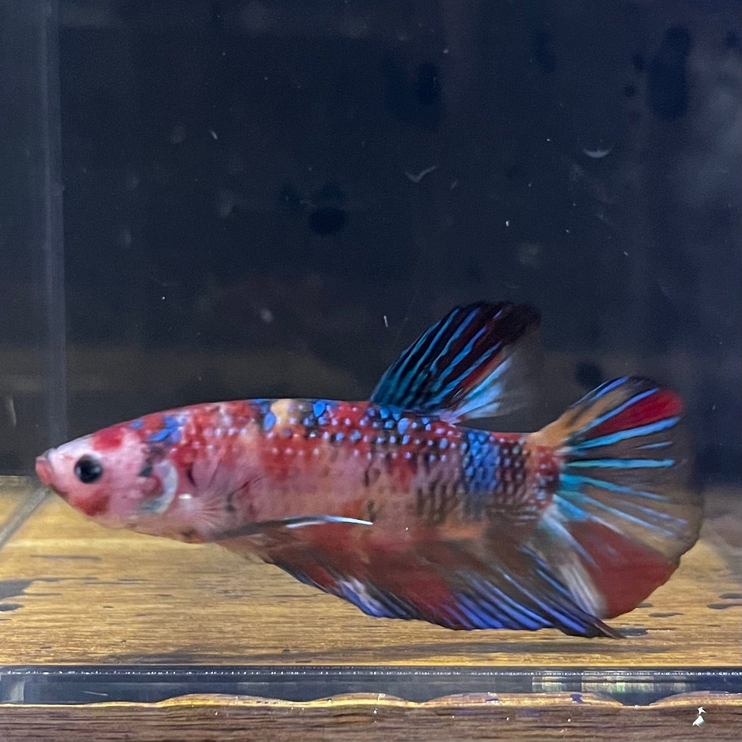 the-fish-farm Premium Male Betta Giant Plakat Multi-Coloured Male Betta - One Only - 10 Buy this Giant Plakat Multi-Coloured Male Betta - One Only - 1 in Australia