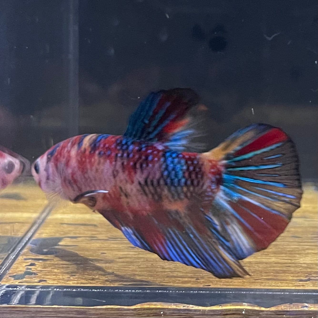the-fish-farm Premium Male Betta Giant Plakat Multi-Coloured Male Betta - One Only - 10 Buy this Giant Plakat Multi-Coloured Male Betta - One Only - 1 in Australia