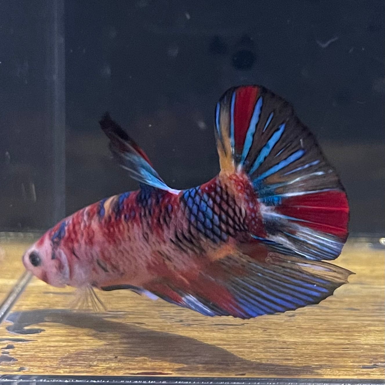the-fish-farm Premium Male Betta Giant Plakat Multi-Coloured Male Betta - One Only - 10 Buy this Giant Plakat Multi-Coloured Male Betta - One Only - 1 in Australia