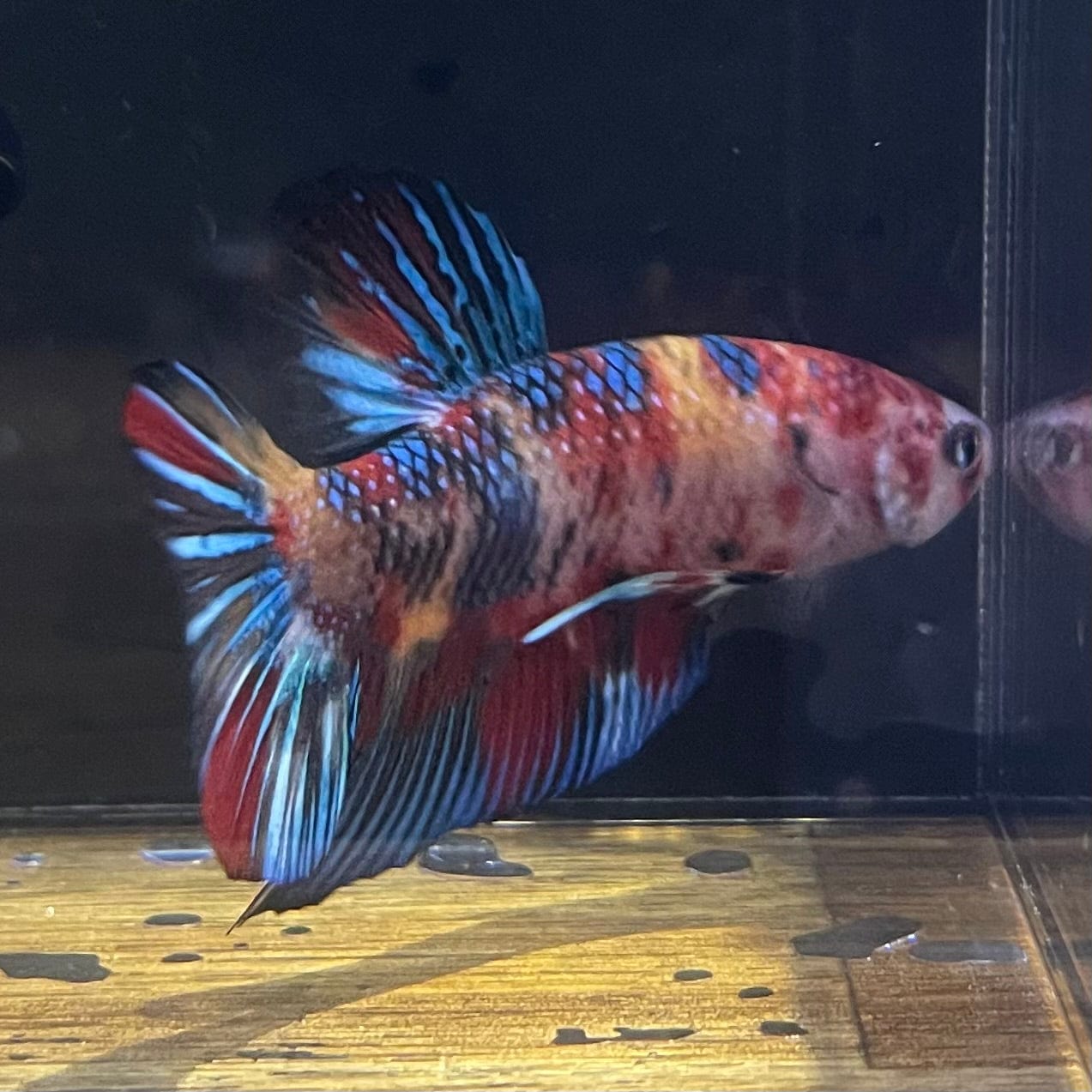 the-fish-farm Premium Male Betta Giant Plakat Multi-Coloured Male Betta - One Only - 10 Buy this Giant Plakat Multi-Coloured Male Betta - One Only - 1 in Australia