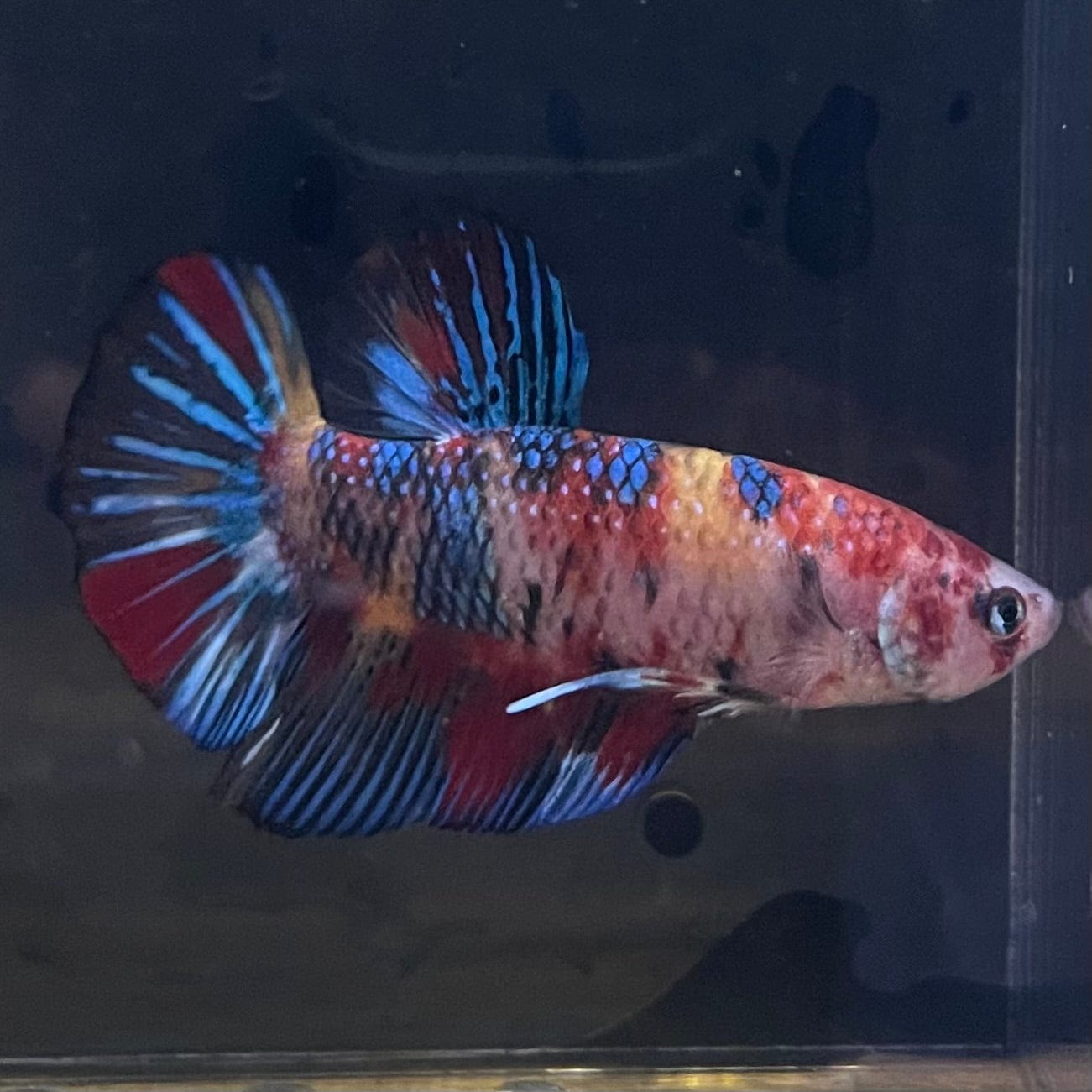 the-fish-farm Premium Male Betta Giant Plakat Multi-Coloured Male Betta - One Only - 10 Buy this Giant Plakat Multi-Coloured Male Betta - One Only - 1 in Australia