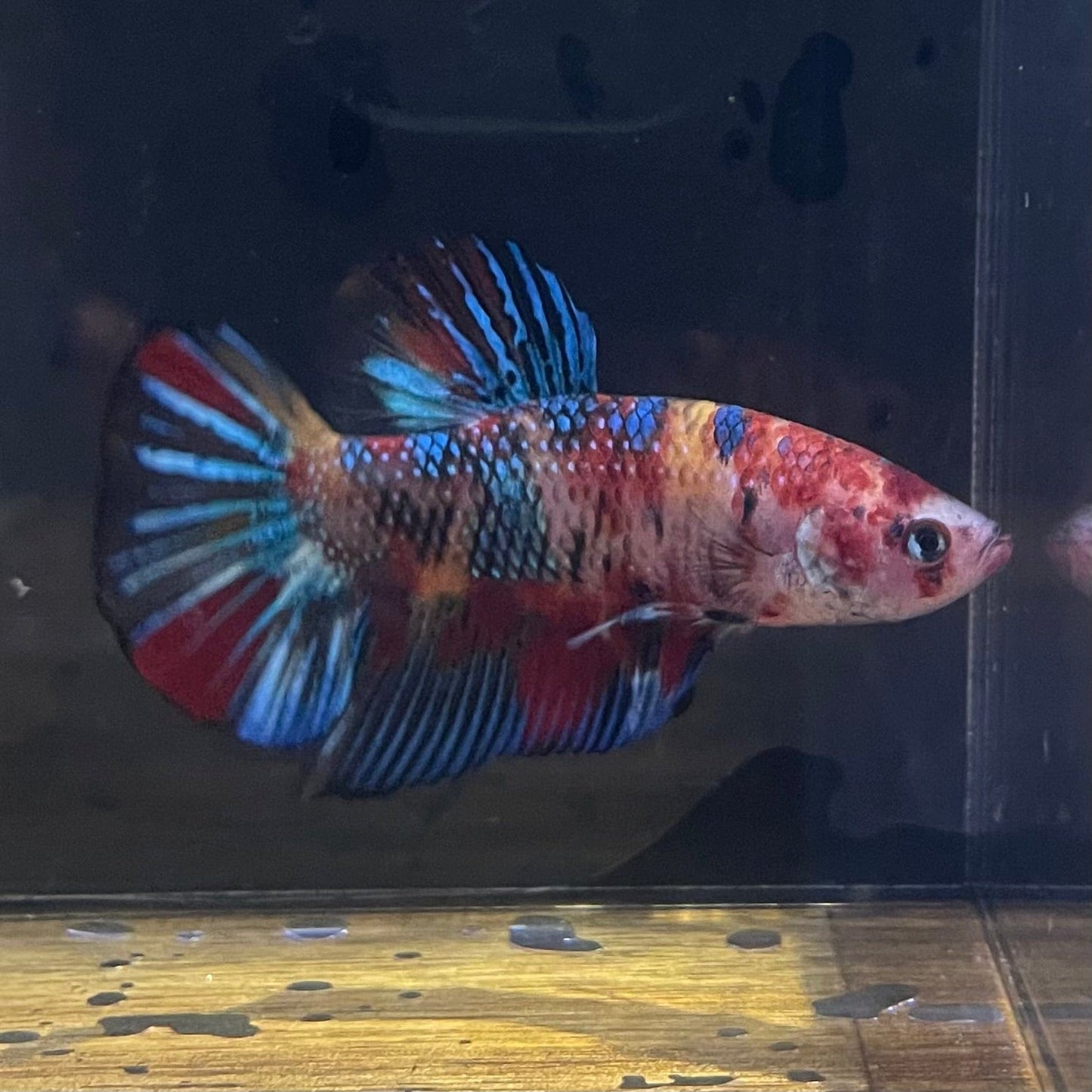 the-fish-farm Premium Male Betta Giant Plakat Multi-Coloured Male Betta - One Only - 10 Buy this Giant Plakat Multi-Coloured Male Betta - One Only - 1 in Australia