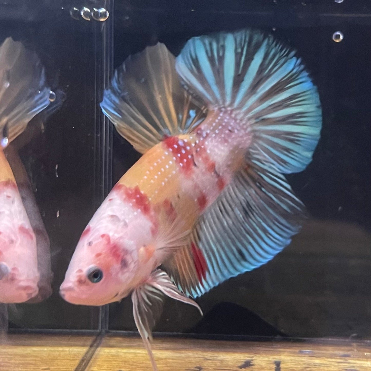 the-fish-farm Premium Male Betta Giant Plakat Multi-Coloured Male Betta - One Only - 2 Buy this Giant Plakat Multi-Coloured Male Betta - One Only - 1 in Australia