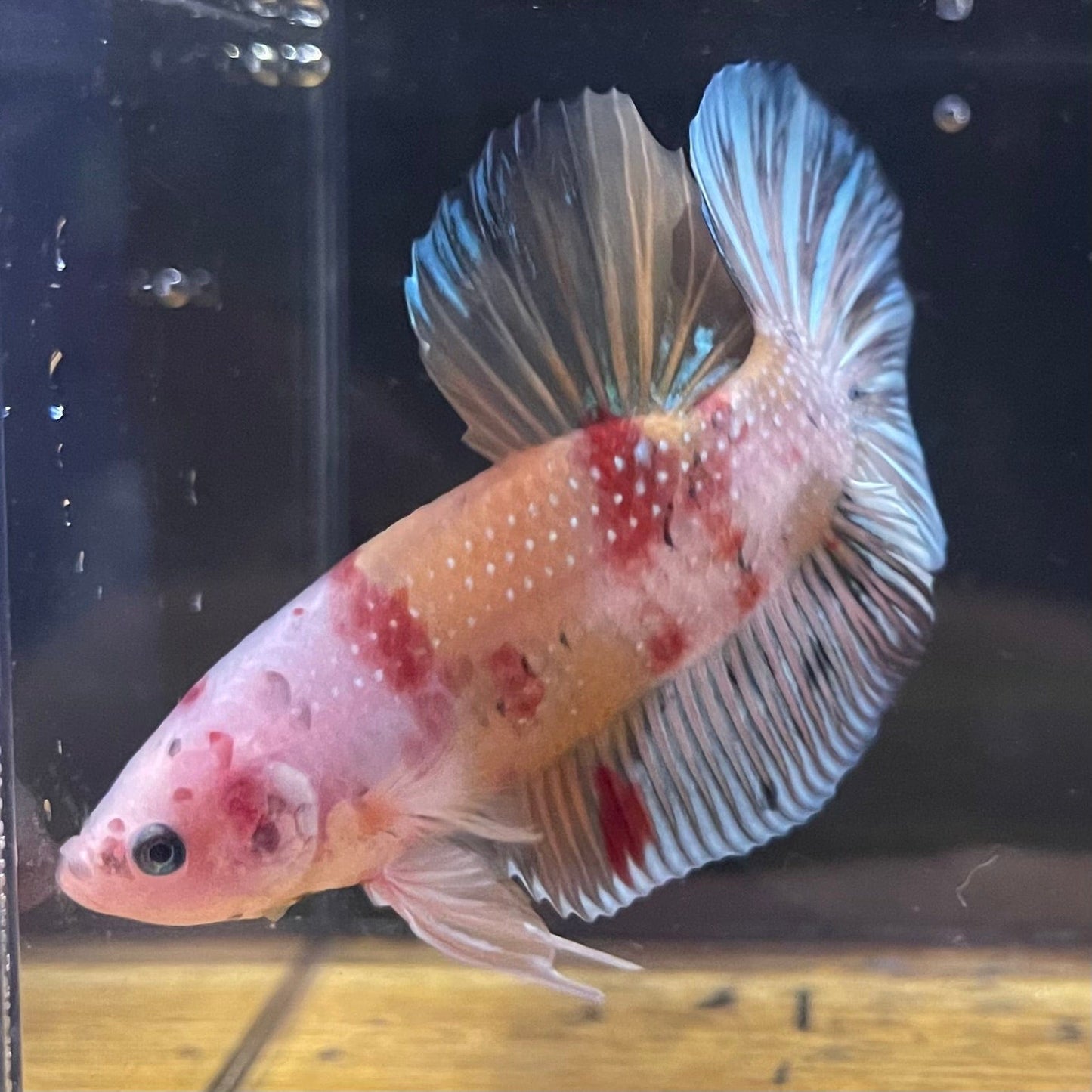 the-fish-farm Premium Male Betta Giant Plakat Multi-Coloured Male Betta - One Only - 2 Buy this Giant Plakat Multi-Coloured Male Betta - One Only - 1 in Australia