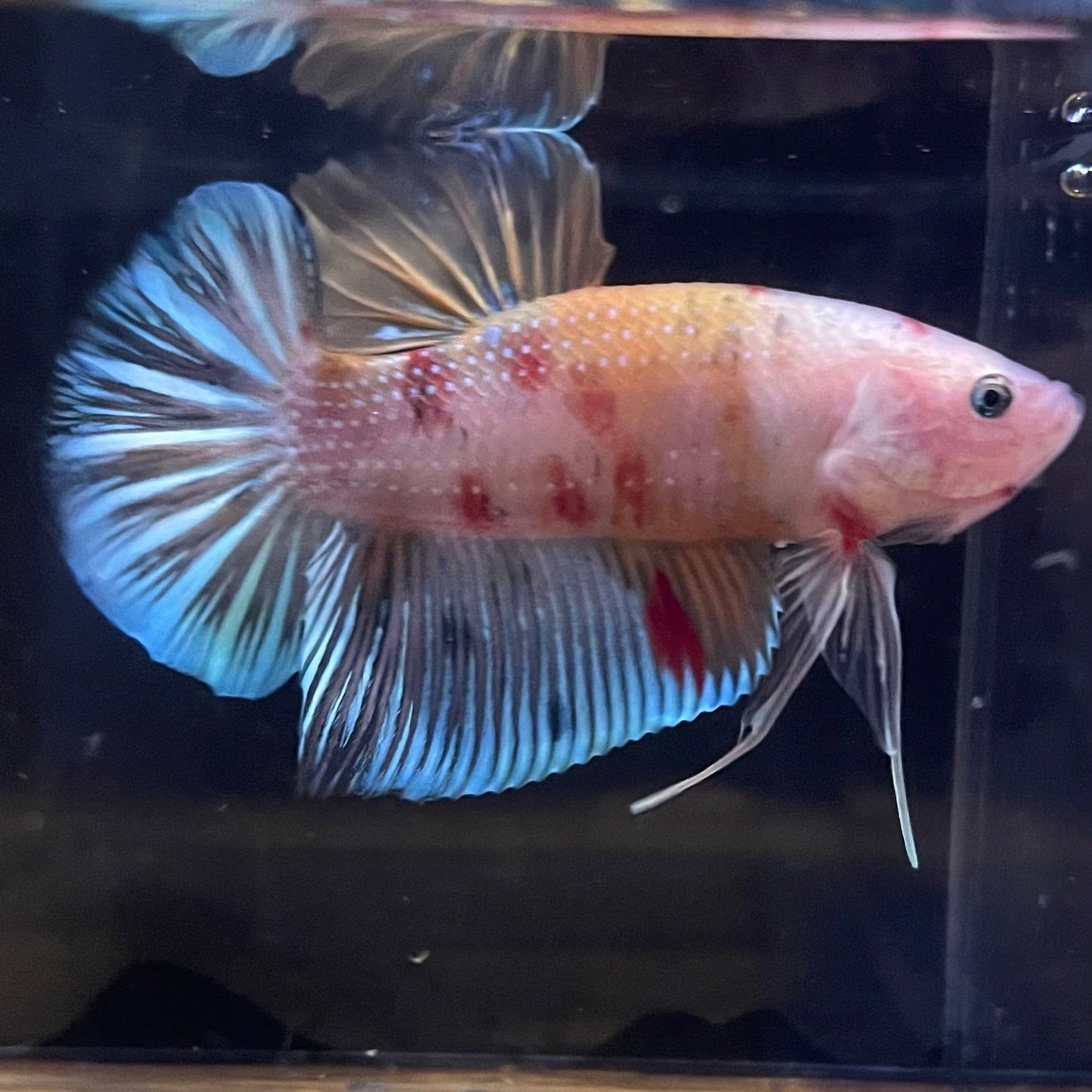 the-fish-farm Premium Male Betta Giant Plakat Multi-Coloured Male Betta - One Only - 2 Buy this Giant Plakat Multi-Coloured Male Betta - One Only - 1 in Australia