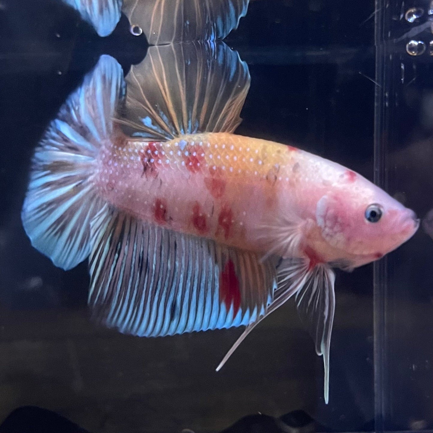 the-fish-farm Premium Male Betta Giant Plakat Multi-Coloured Male Betta - One Only - 2 Buy this Giant Plakat Multi-Coloured Male Betta - One Only - 1 in Australia
