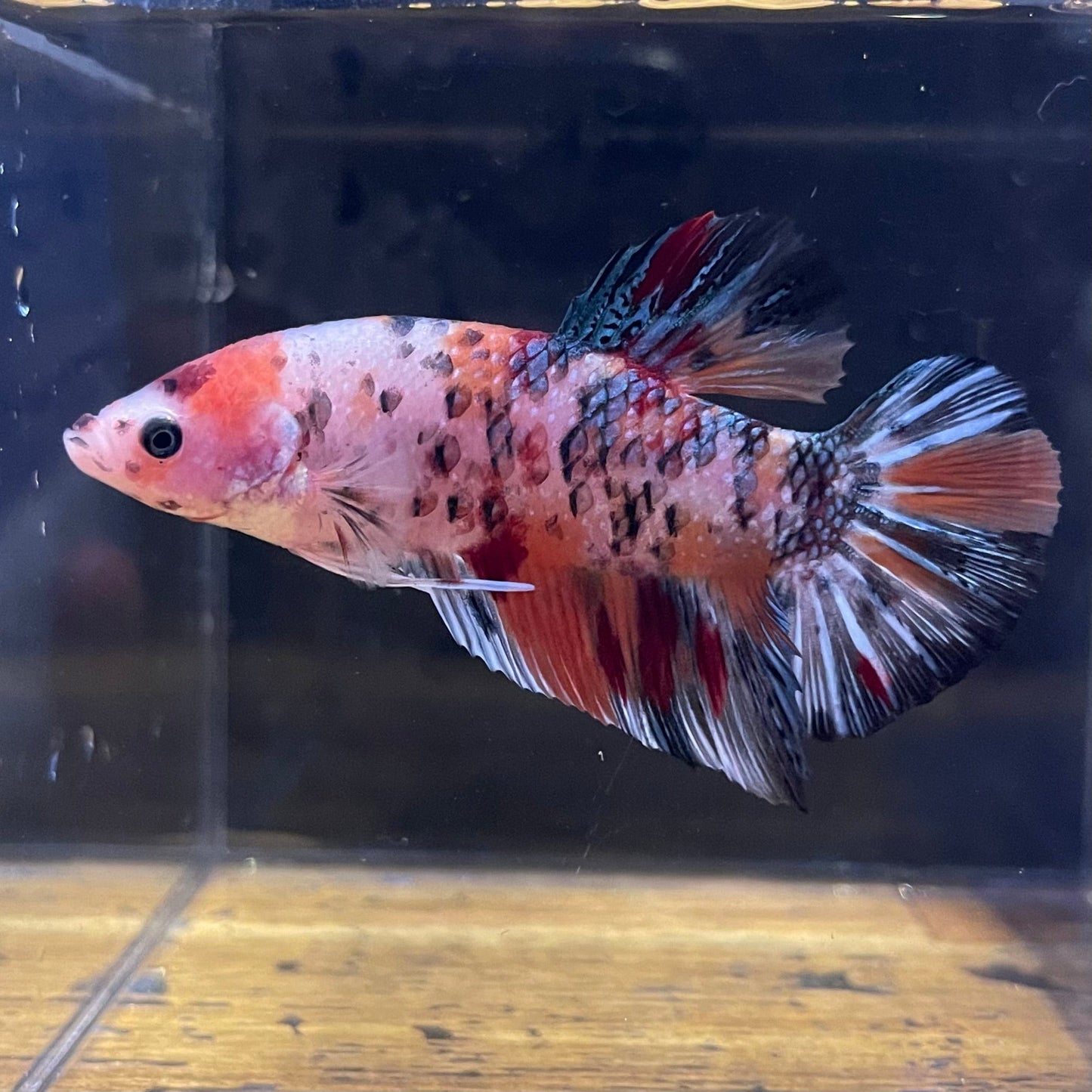 the-fish-farm Premium Male Betta Giant Plakat Multi-Coloured Male Betta - One Only - 3 Buy this Giant Plakat Multi-Coloured Male Betta - One Only - 1 in Australia