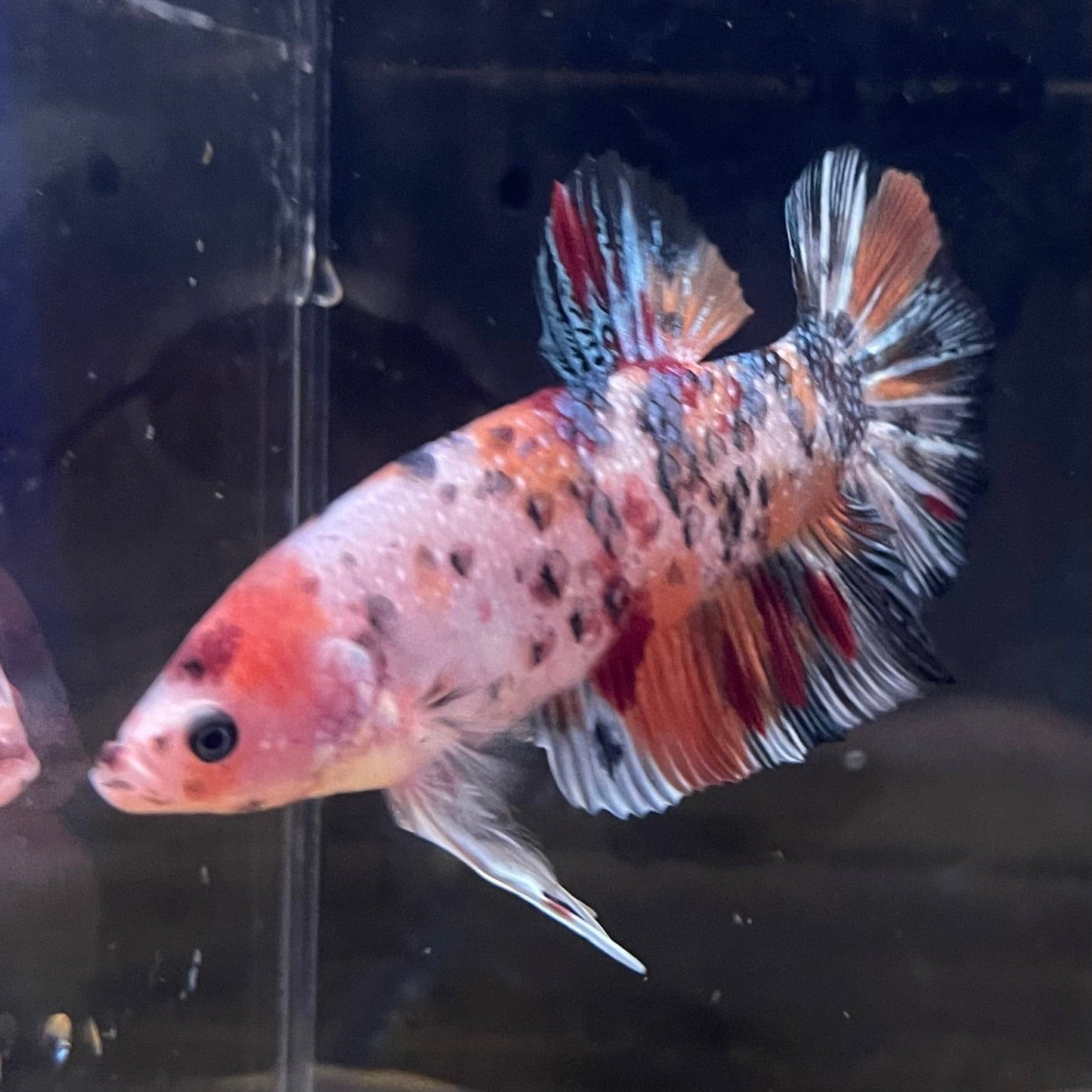 the-fish-farm Premium Male Betta Giant Plakat Multi-Coloured Male Betta - One Only - 3 Buy this Giant Plakat Multi-Coloured Male Betta - One Only - 1 in Australia