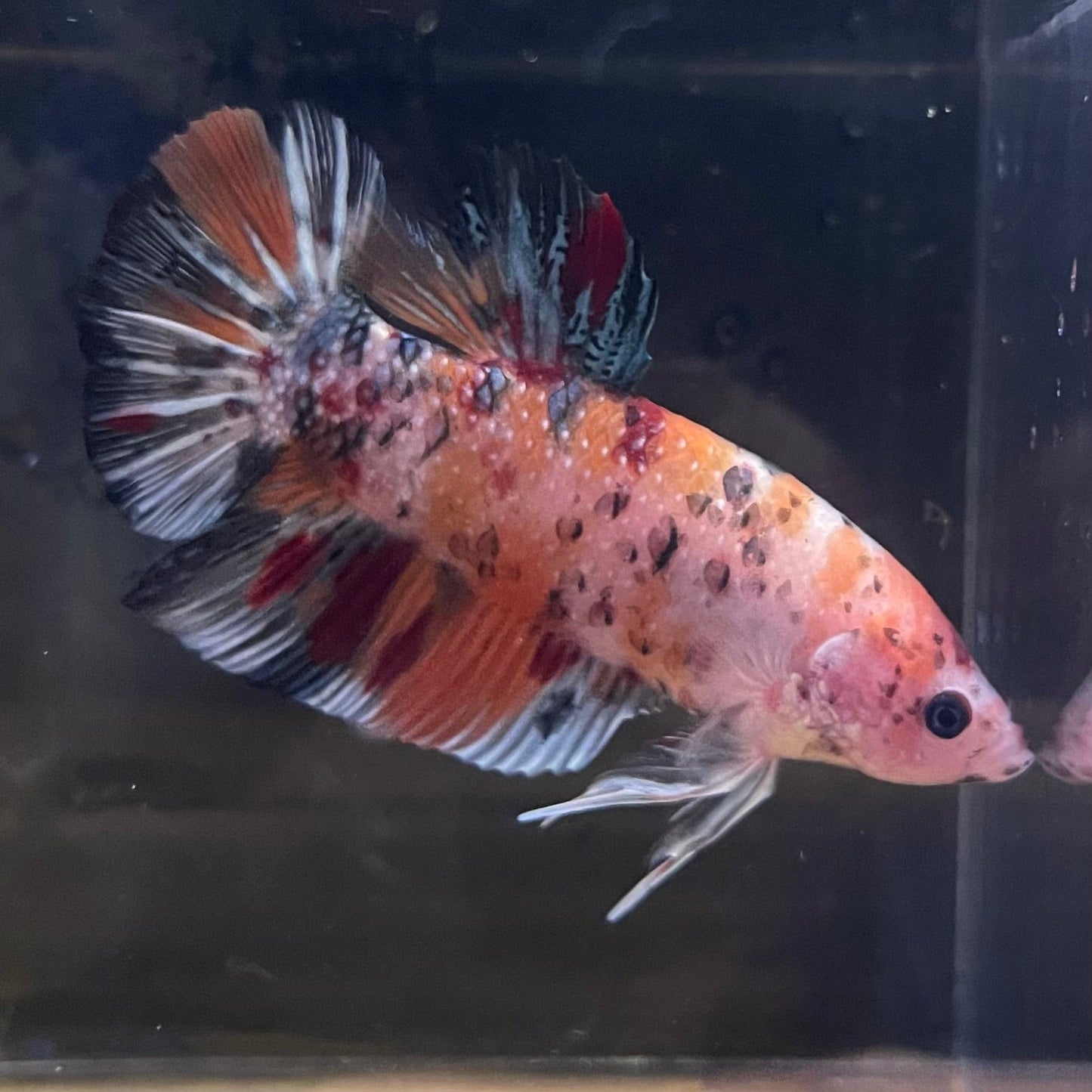 the-fish-farm Premium Male Betta Giant Plakat Multi-Coloured Male Betta - One Only - 3 Buy this Giant Plakat Multi-Coloured Male Betta - One Only - 1 in Australia