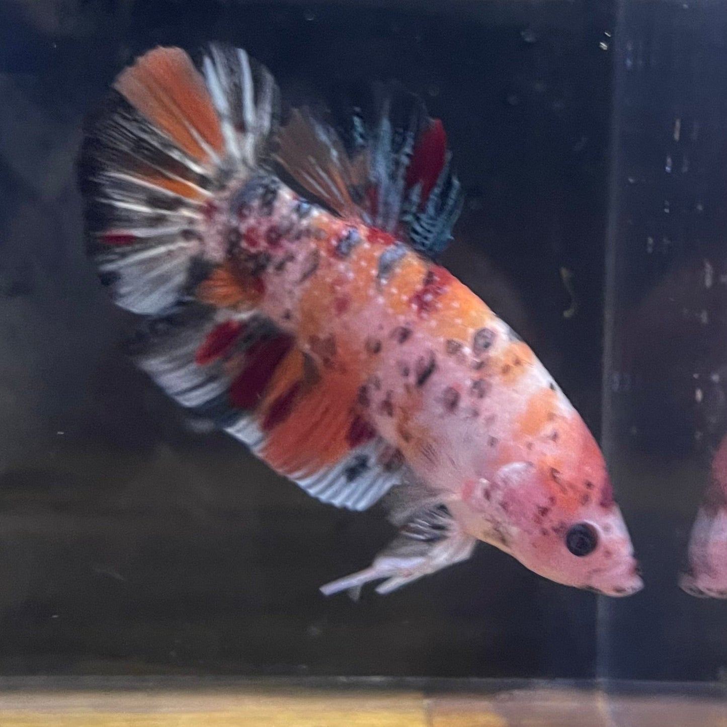 the-fish-farm Premium Male Betta Giant Plakat Multi-Coloured Male Betta - One Only - 3 Buy this Giant Plakat Multi-Coloured Male Betta - One Only - 1 in Australia