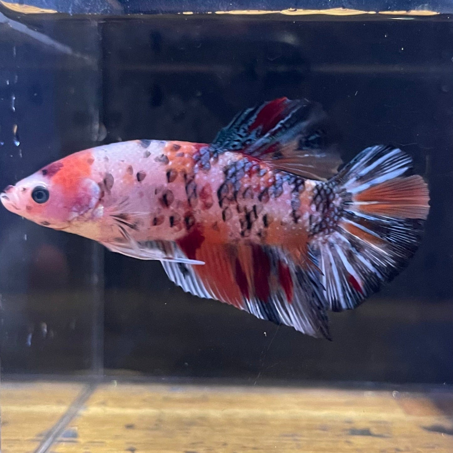 the-fish-farm Premium Male Betta Giant Plakat Multi-Coloured Male Betta - One Only - 3 Buy this Giant Plakat Multi-Coloured Male Betta - One Only - 1 in Australia