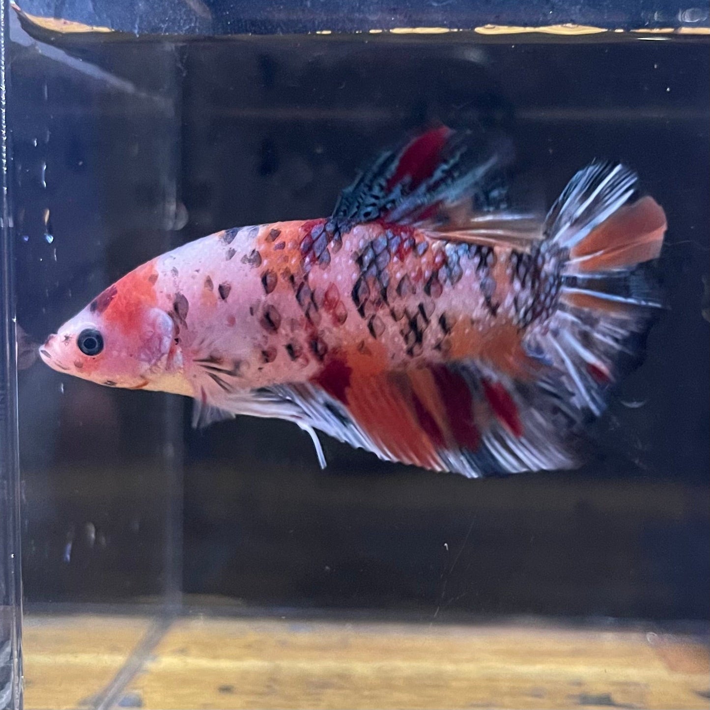 the-fish-farm Premium Male Betta Giant Plakat Multi-Coloured Male Betta - One Only - 3 Buy this Giant Plakat Multi-Coloured Male Betta - One Only - 1 in Australia