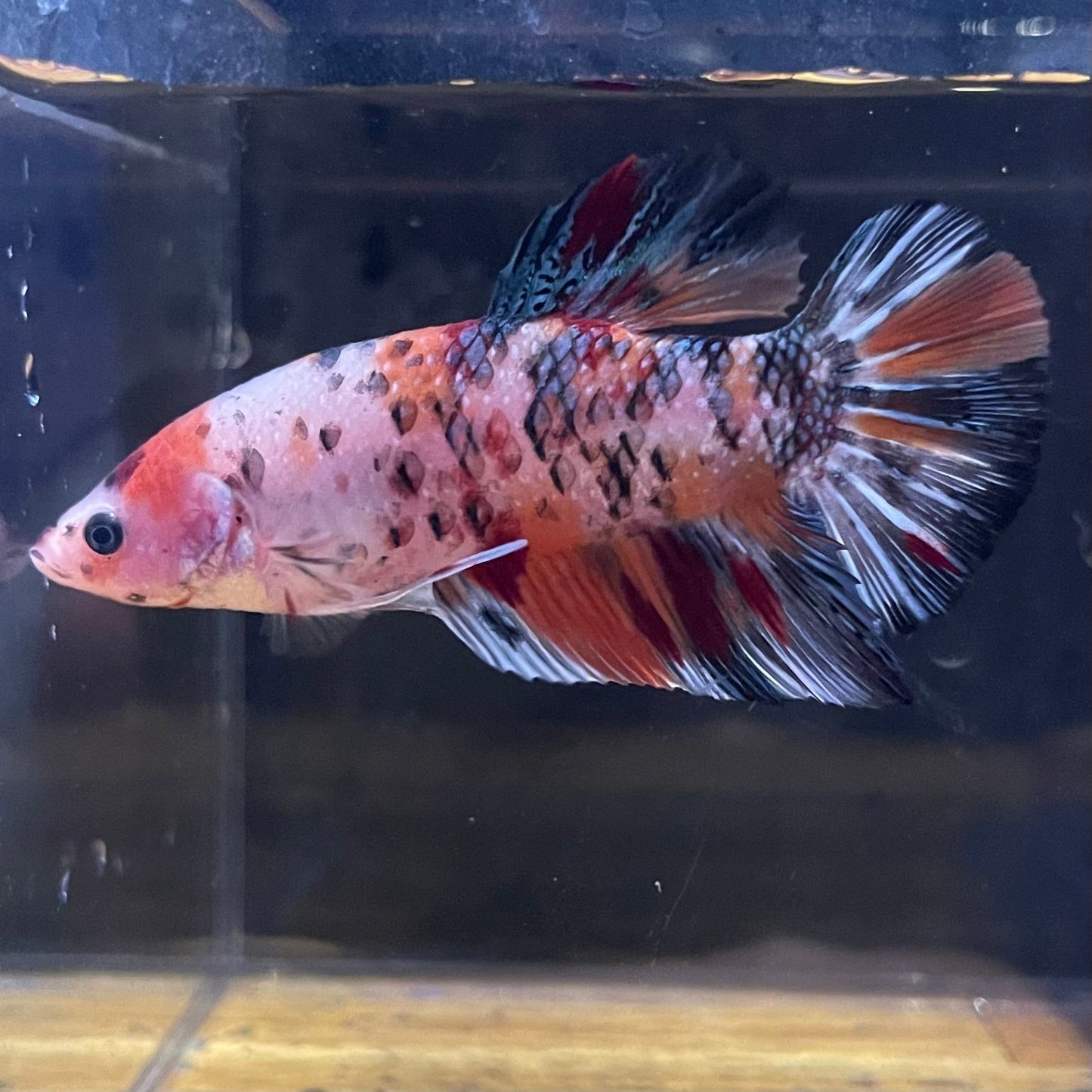 the-fish-farm Premium Male Betta Giant Plakat Multi-Coloured Male Betta - One Only - 3 Buy this Giant Plakat Multi-Coloured Male Betta - One Only - 1 in Australia