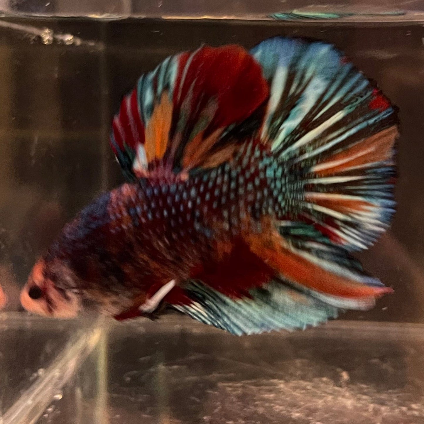 the-fish-farm Premium Male Betta Giant Plakat Multi-Coloured Male Betta - One Only - 4 Buy this Giant Plakat Multi-Coloured Male Betta - One Only - 4 in Australia