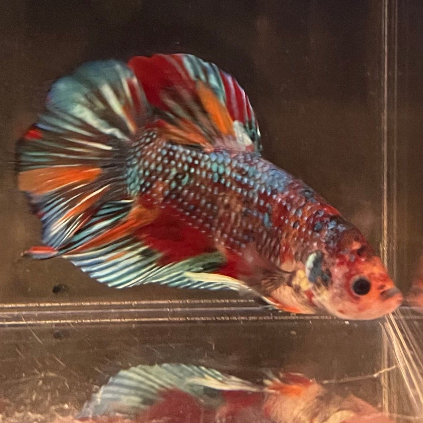 the-fish-farm Premium Male Betta Giant Plakat Multi-Coloured Male Betta - One Only - 4 Buy this Giant Plakat Multi-Coloured Male Betta - One Only - 4 in Australia