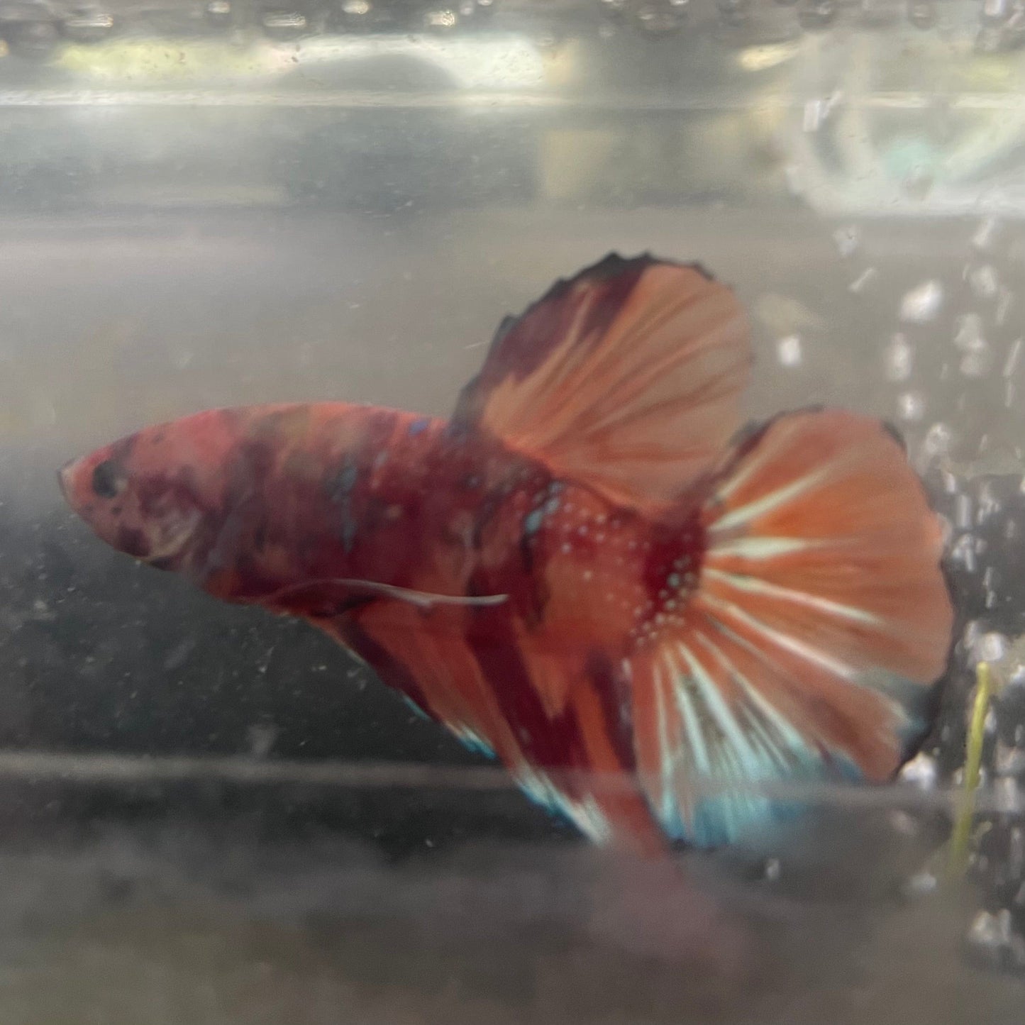 the-fish-farm Premium Male Betta Giant Plakat Multi-Coloured Male Betta - One Only - 5 Buy this Giant Plakat Multi-Coloured Male Betta - One Only - 5 in Australia