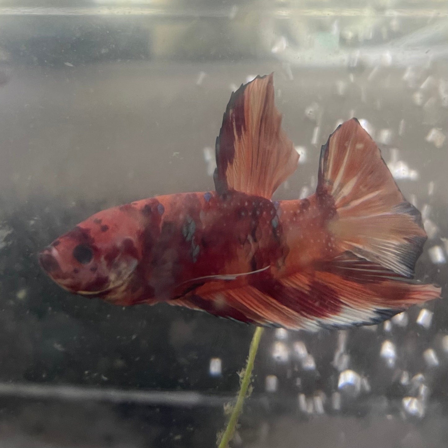 the-fish-farm Premium Male Betta Giant Plakat Multi-Coloured Male Betta - One Only - 5 Buy this Giant Plakat Multi-Coloured Male Betta - One Only - 5 in Australia