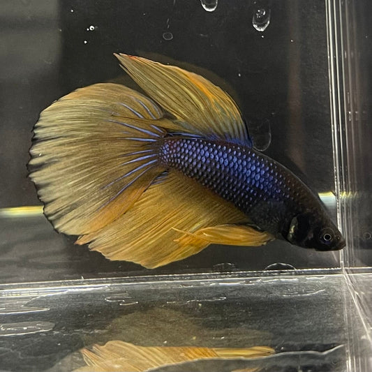 the-fish-farm Premium Male Betta Mustard Gas Halfmoon Premium Betta Male - One Only - 1 Buy this Mustard Gas Halfmooon Male Betta - One Only in Australia