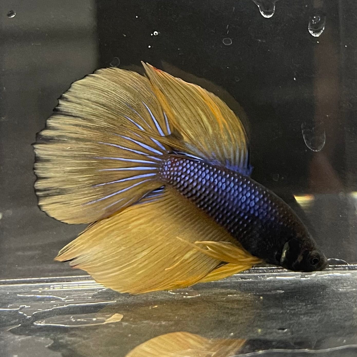 the-fish-farm Premium Male Betta Mustard Gas Halfmoon Premium Betta Male - One Only - 1 Buy this Mustard Gas Halfmooon Male Betta - One Only in Australia